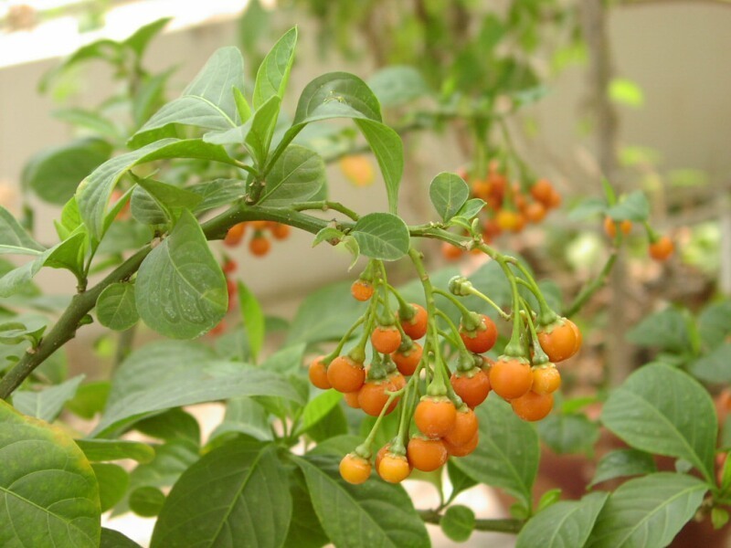 Solanum spirale (Solanum spirale)