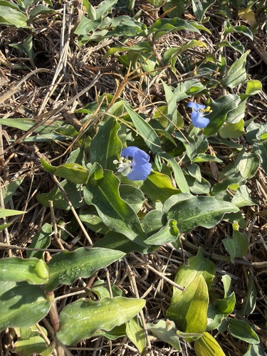 Commelina auriculata observed 2026-09-26