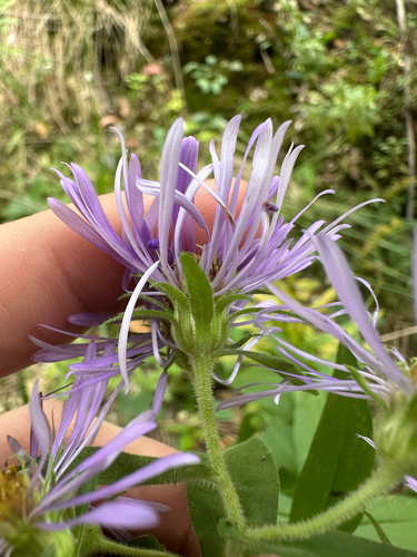 Symphyotrichum puniceum, photograph 4
