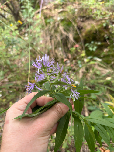 Symphyotrichum puniceum, photograph 3