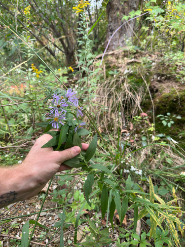 Symphyotrichum puniceum, photograph 1