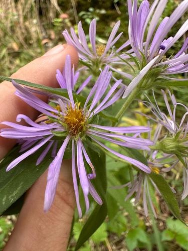 Symphyotrichum puniceum, photograph 5