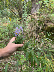 author not stated, no rights reserved Symphyotrichum puniceum, photograph author not stated, no rights reserved