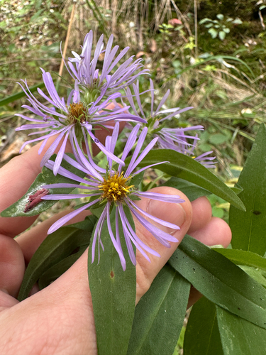 Symphyotrichum puniceum, photograph 6