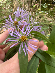 Symphyotrichum puniceum, photograph author not stated, no rights reserved