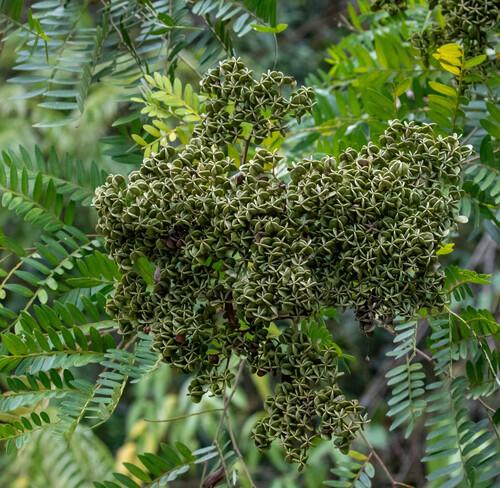 Dictyoloma vandellianum, 2026-09-10