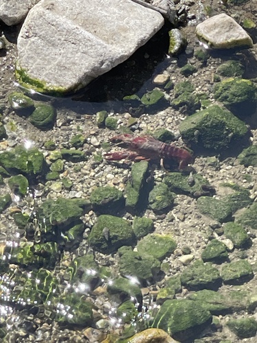 Red Swamp Crayfish