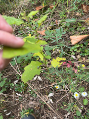 author not stated, no rights reserved Solanum carolinense, photograph author not stated, no rights reserved