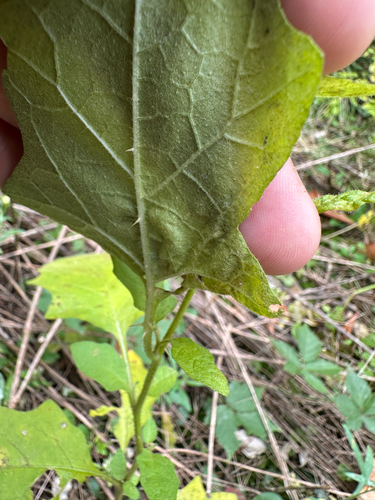 Solanum carolinense, photograph 4