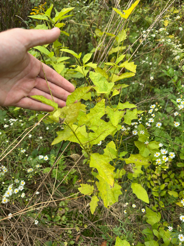 Solanum carolinense, photograph 6