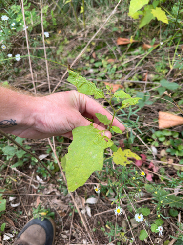 Solanum carolinense