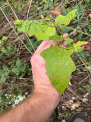 author not stated, no rights reserved Solanum carolinense, photograph author not stated, no rights reserved