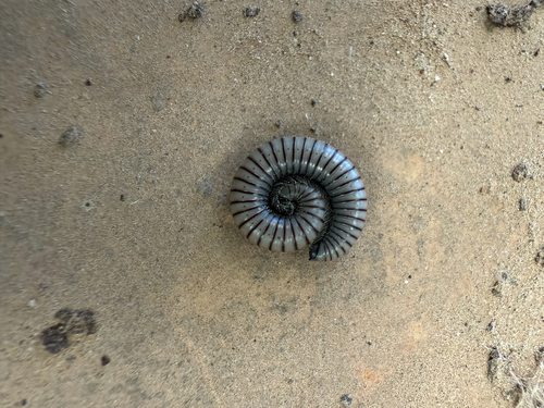Ommatoiulus rutilans