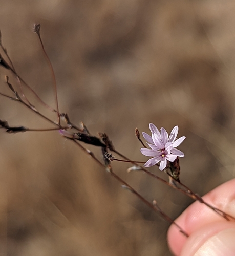 slenderstem lessingia