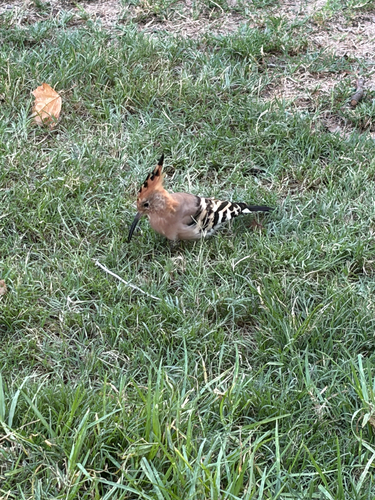 Common Hoopoe