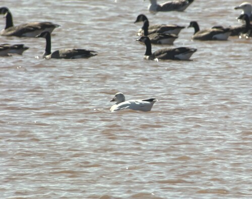 Snow Goose