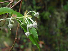 Rubus kawakamii
