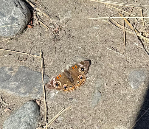 Gray Buckeye