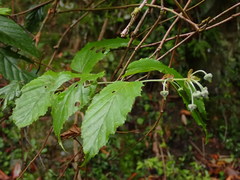 Rubus kawakamii