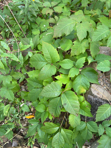 Toxicodendron radicans, photograph 4