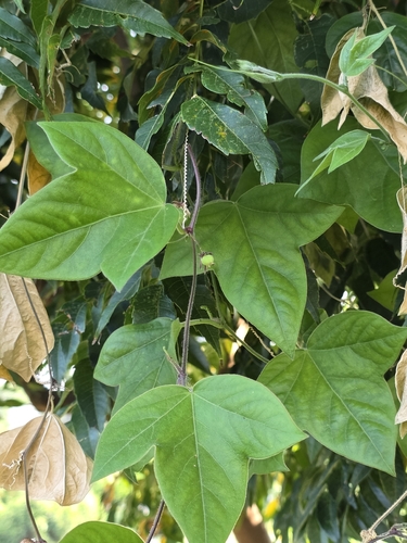 corkystem passionflower
