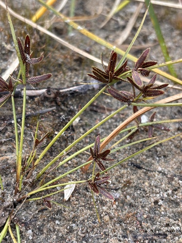 Shining Flatsedge
