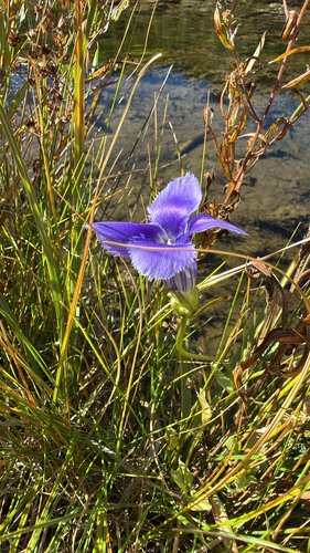 Gentianopsis thermalis observed 2026-09-25