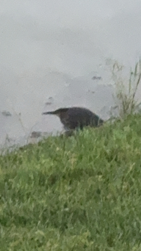 Green Heron