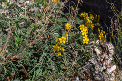 Senna lindheimeriana