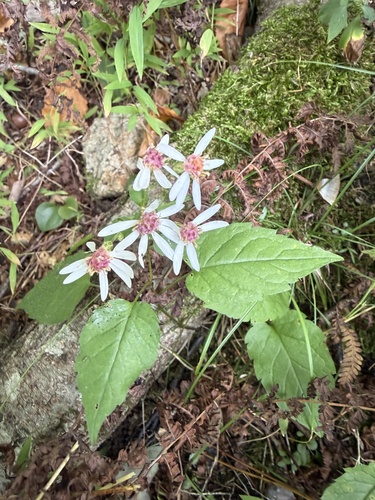 White Wood Aster