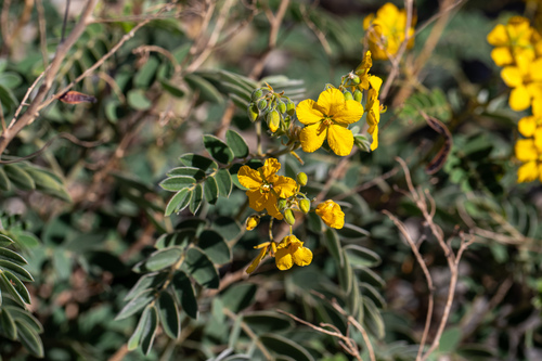 Senna lindheimeriana, photograph 1