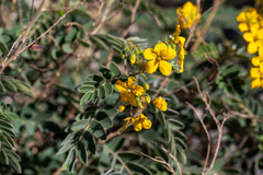 Senna lindheimeriana, photograph (c) Kevin Floyd, some rights reserved (CC BY)