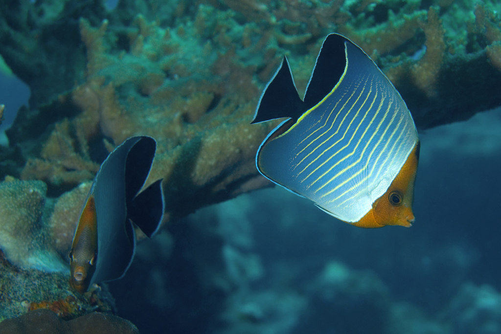 Hooded butterflyfish (Chaetodon larvatus) — Chaetodontidae