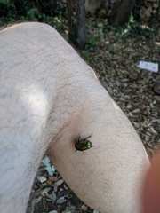 Protaetia speciosissima