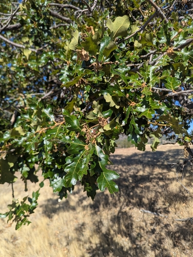 Oregon oak
