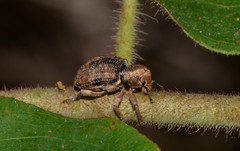Aades griseatus