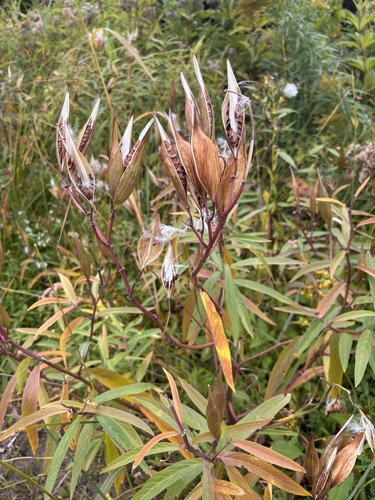 swamp milkweed