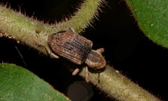 Aades griseatus