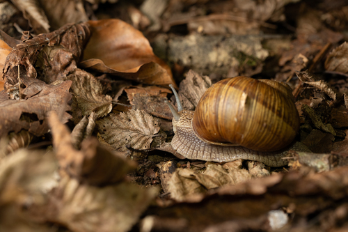 Roman Snail