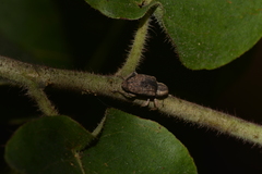 Aades griseatus