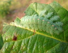 Euryphura