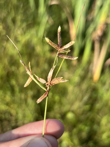 Cyperus bipartitus, photograph 1