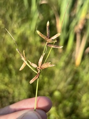 Cyperus bipartitus
