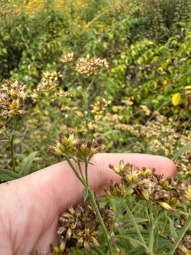 Euthamia graminifolia, photograph 4