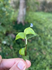 Commelina diffusa