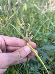 (c) Nathan Aaron, some rights reserved (CC BY) Cyperus esculentus, photograph (c) Nathan Aaron, some rights reserved (CC BY)