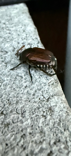 Japanese Beetle