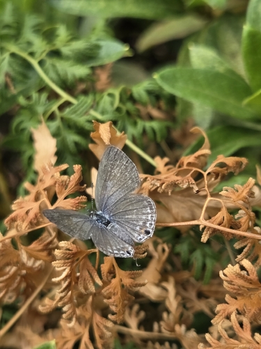 Plains Cupid