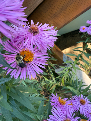 Common Eastern Bumble Bee