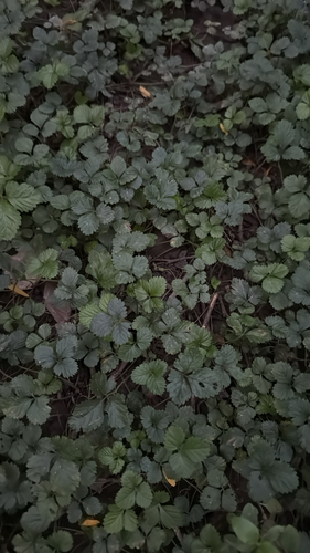 mock strawberry